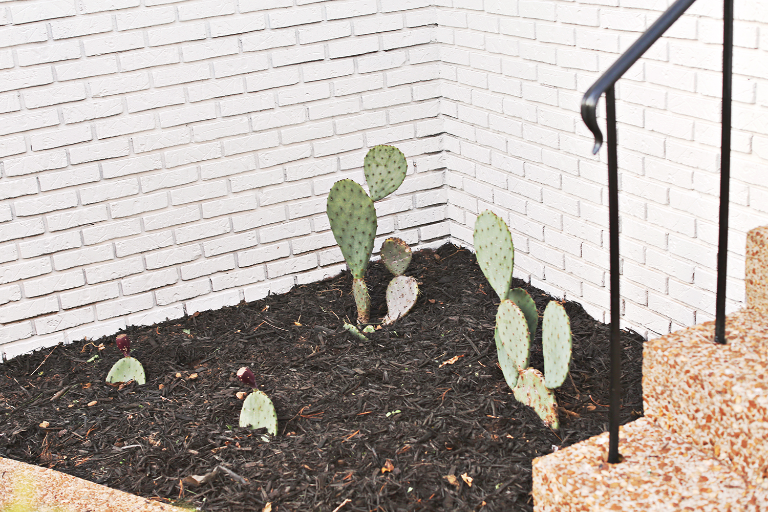 Outdoor Cacti Beds 
