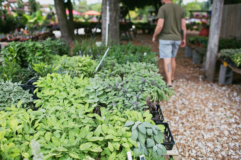 Build your own pergola - planting herbs (click for more) 