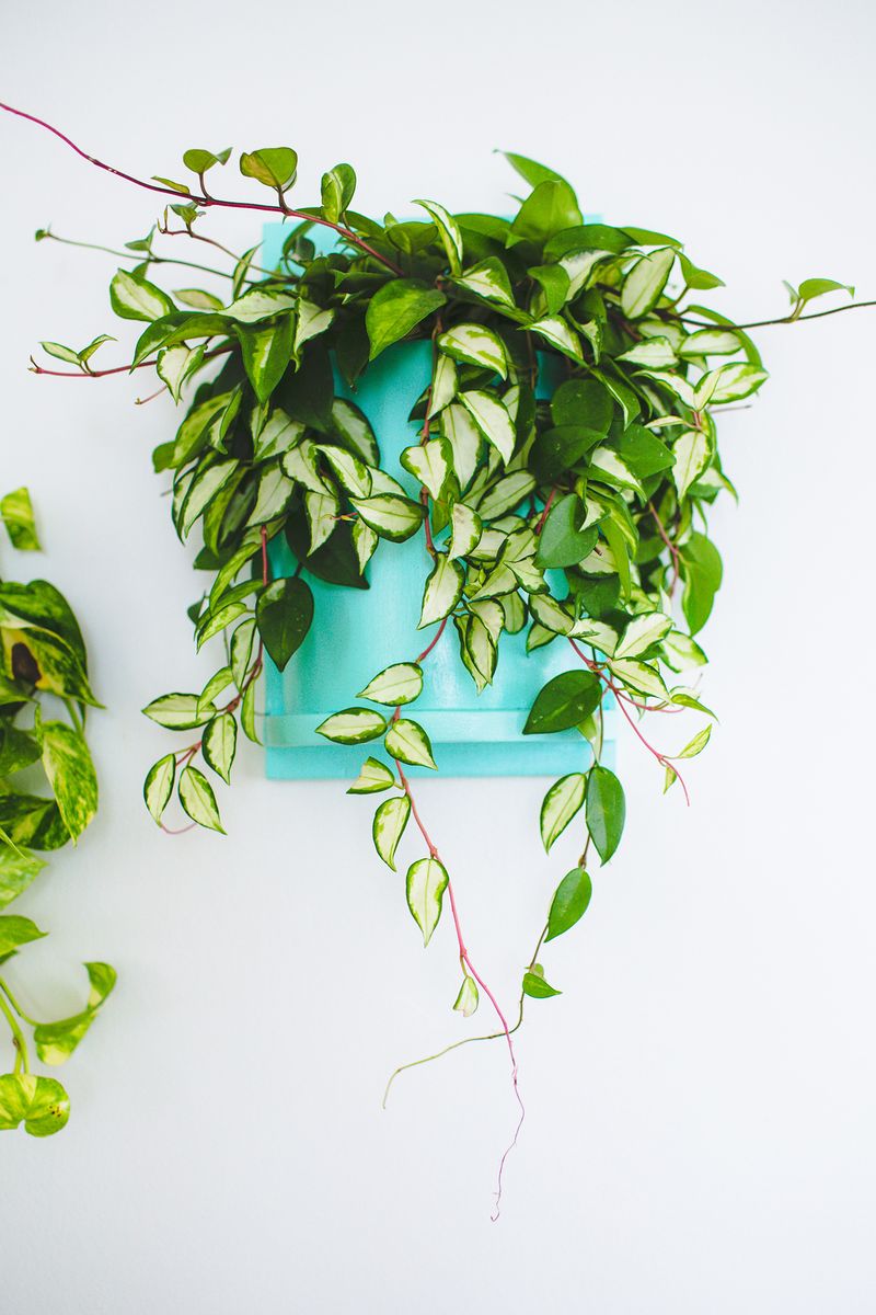 Wall planter (made from pvc pipe, can  you believe it?) click to learn how to make it            
