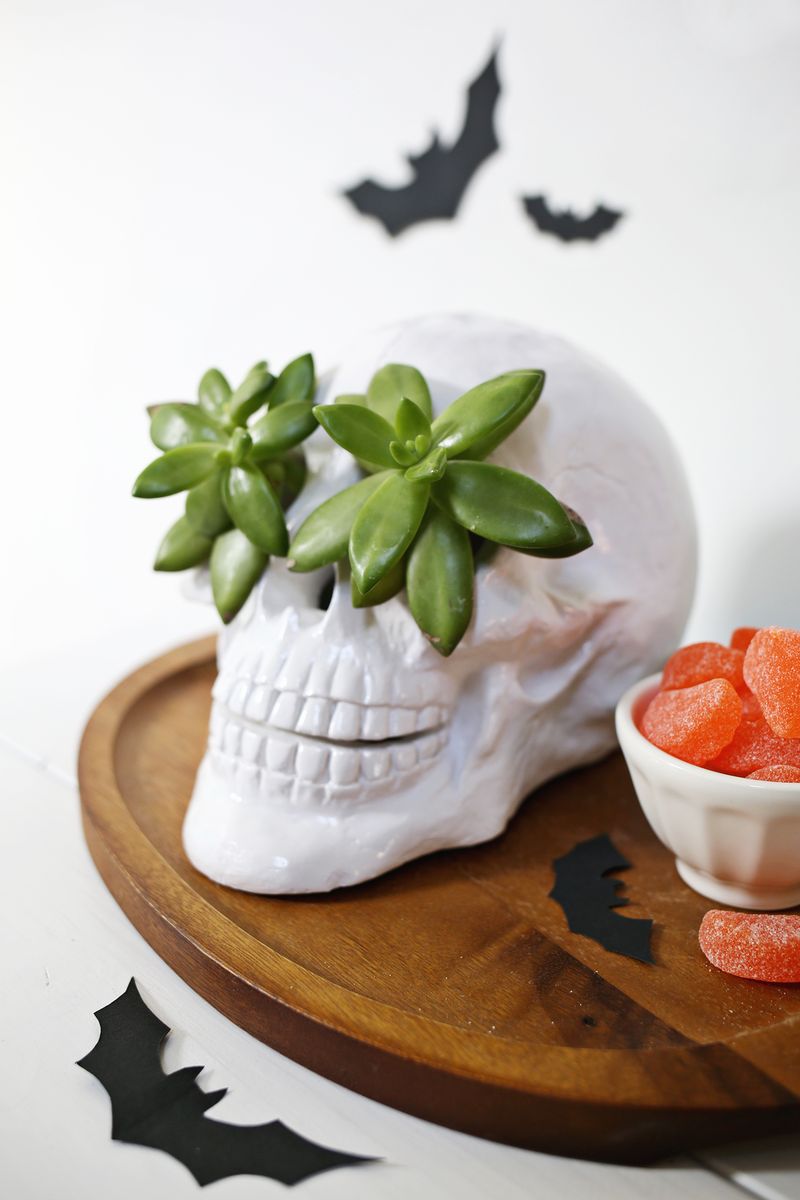 Succulent skull planter idea! 