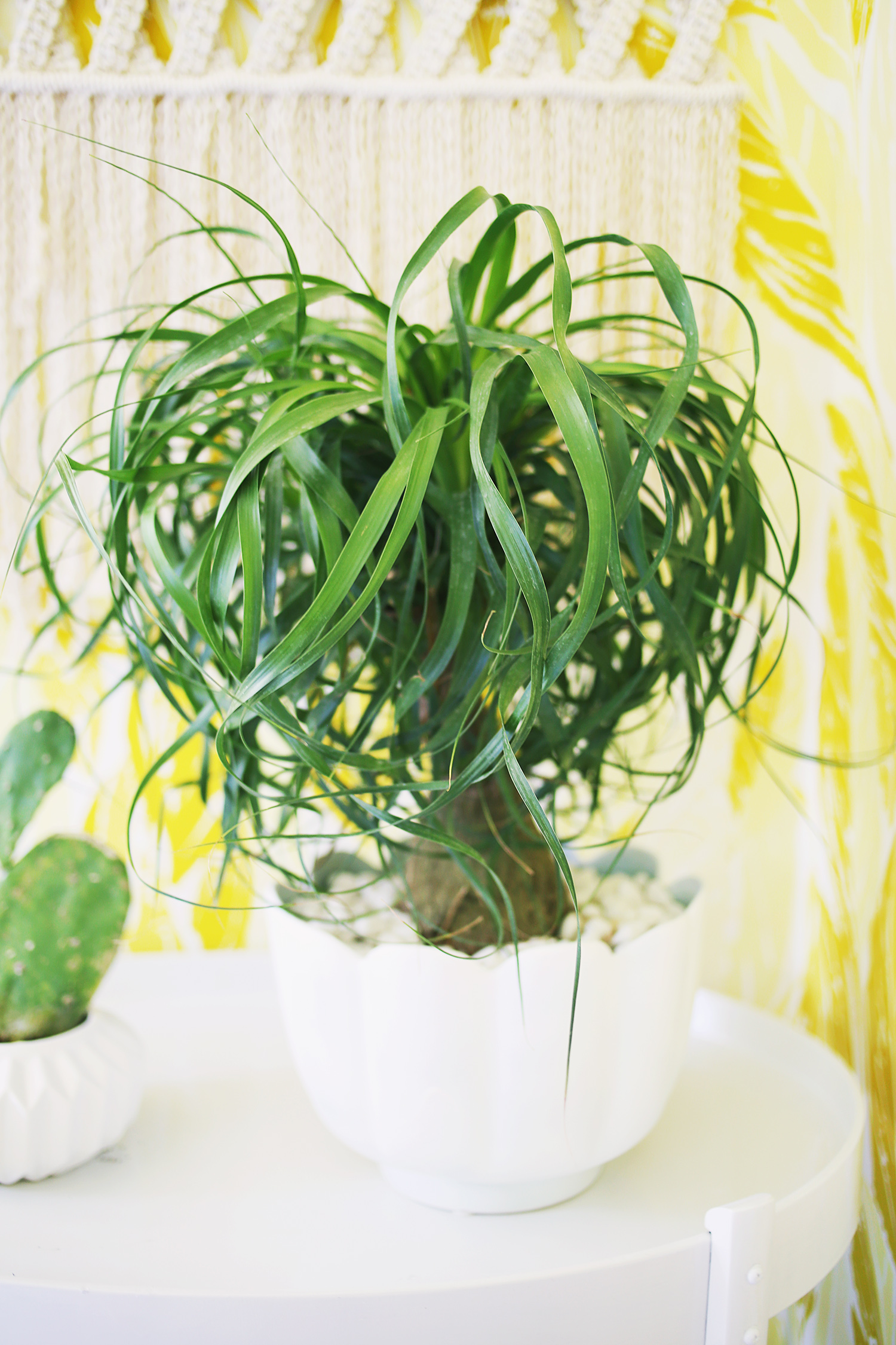 Five EASY To Care For Houseplants 