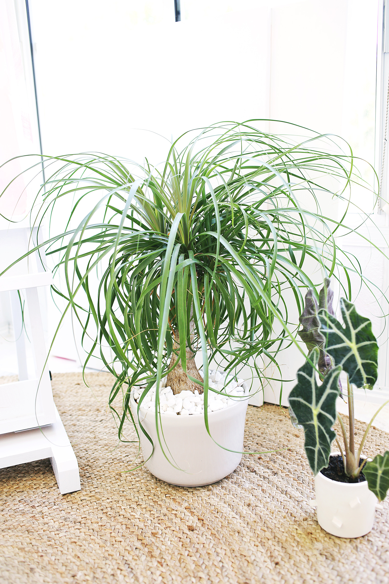 Five EASY To Care For Houseplants 