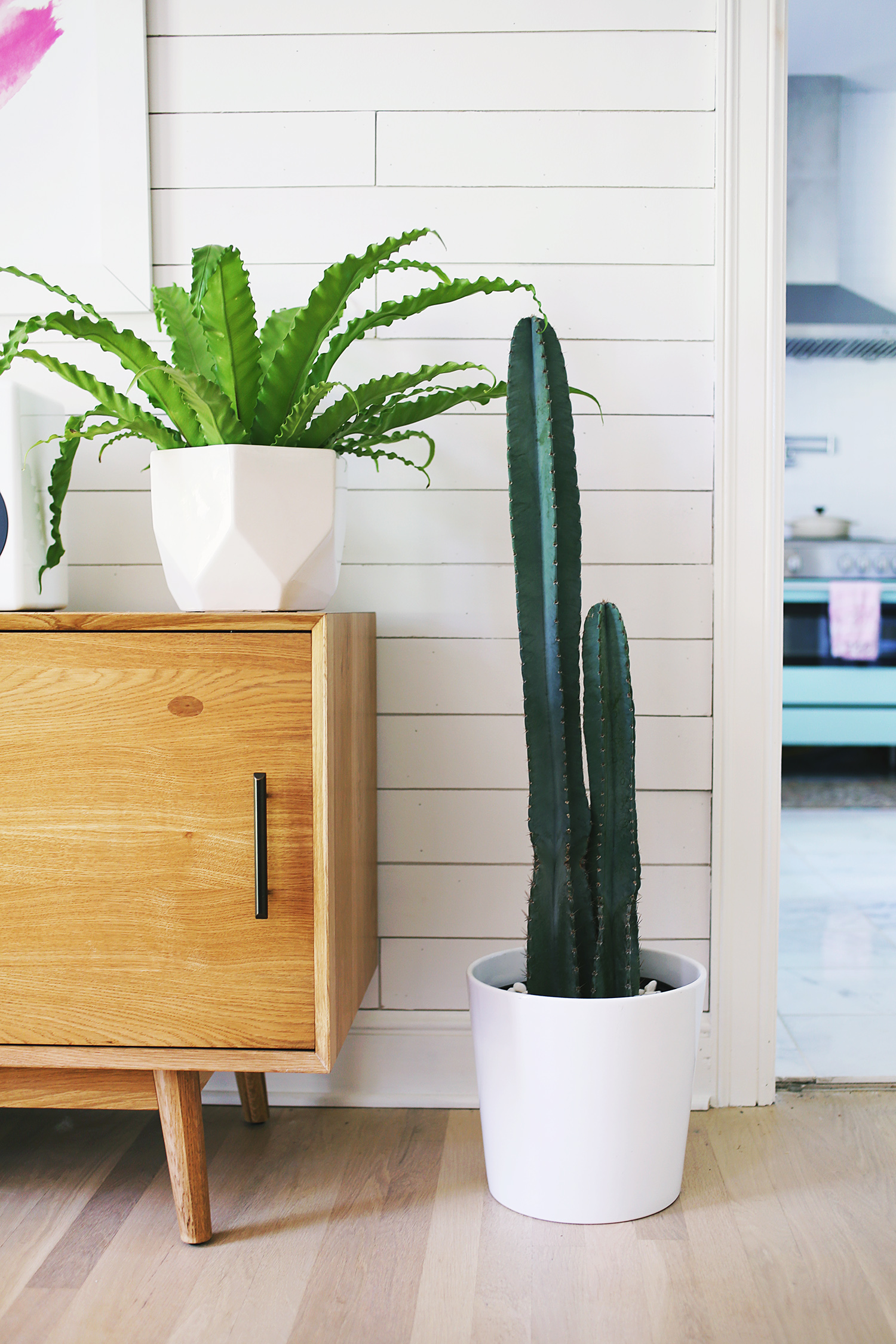 Five EASY To Care For Houseplants